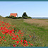 Mohnblüten am Bodden von Hiddensee